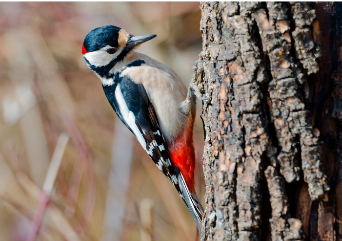 Woodpecker: thanks to his brain he "hits" without getting hurt