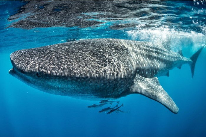 Whale shark: the largest omnivore in the world