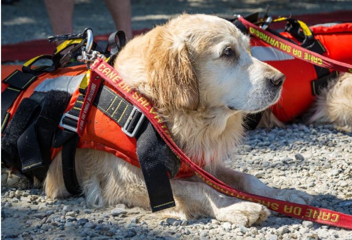 Lifeguard dogs, in Palinuro they save 5 young people