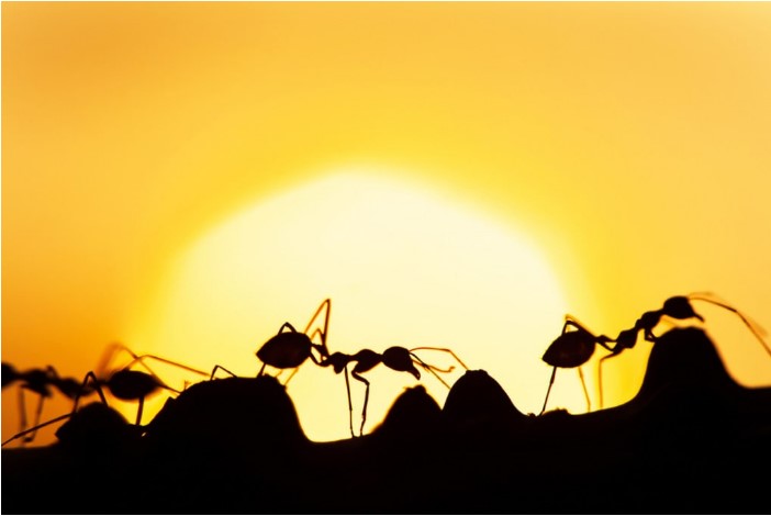 Ants: In colony they behave like a single brain