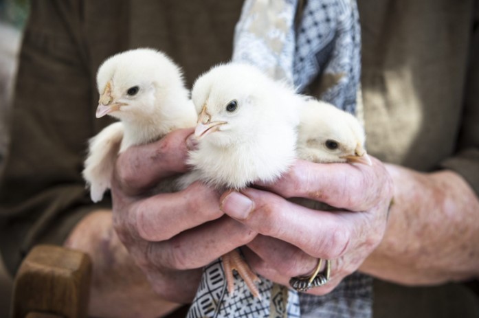 Male chicks: the ban on slaughtering them en masse arrives in Italy