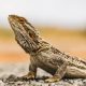 Bearded dragon: found the difference with respect to the mammalian brain