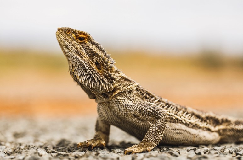 Photo of Bearded dragon: found the difference with respect to the mammalian brain