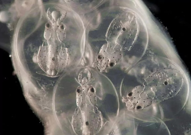Photo of The brain of a squid develops in the same way as the brain of vertebrates