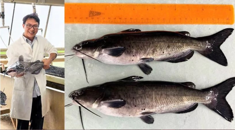 Photo of CRISPR-implanted alligator gene into catfish makes it disease-resistant