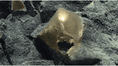 Photo of Discovery: Mysterious ‘Golden Ball’ Found on Ocean Floor