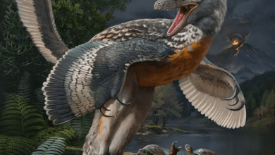 Photo of The dinosaur fossil that changed the history of birds